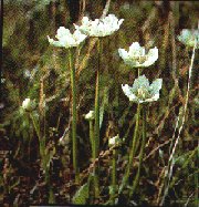 Grass of Parnassus (Parnassia Palustris) Brain y Gors