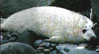 Grey seal pup. Morlo Lwyd ifanc.